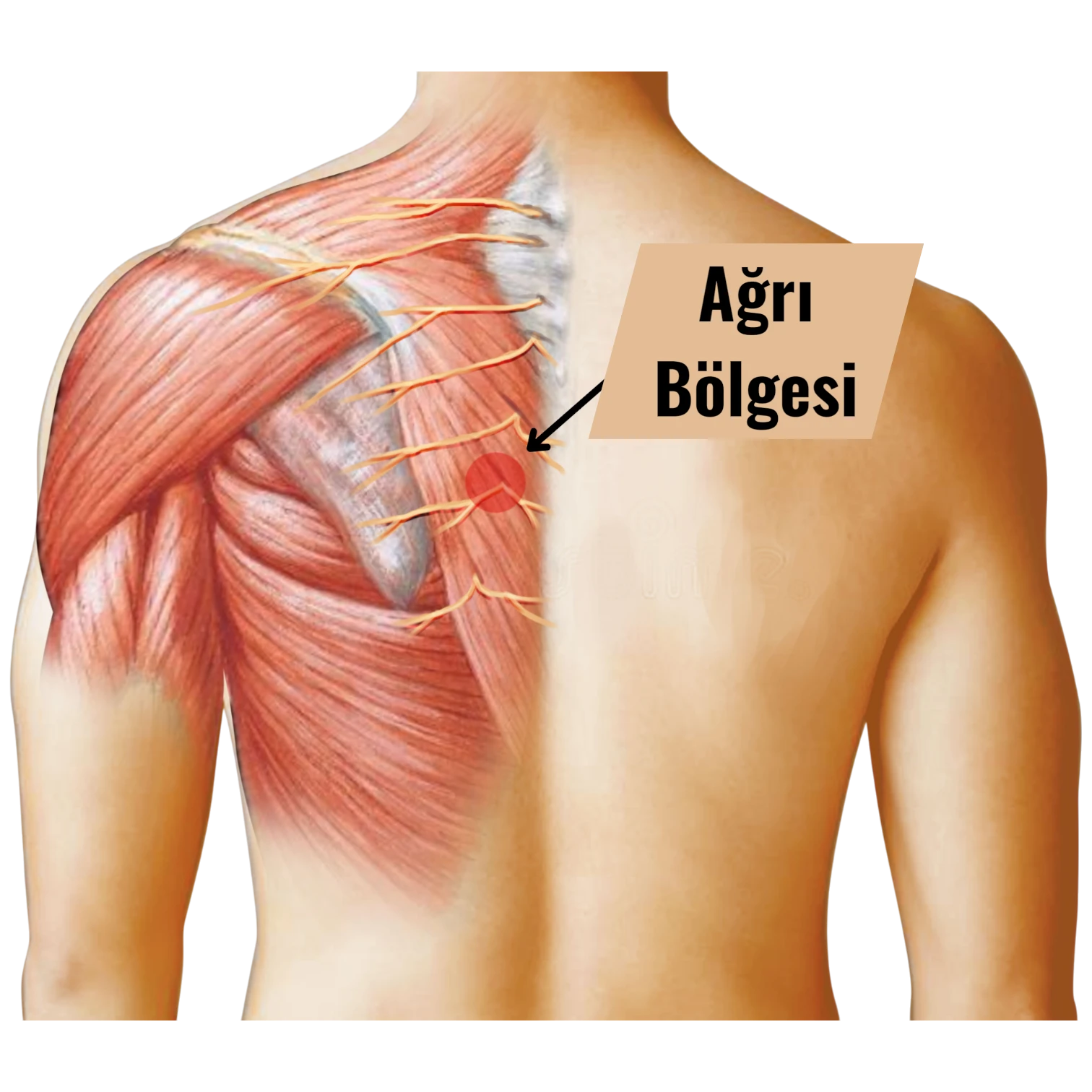 Kürek Kemiği Ağrısı Neden Olur? Nasıl Geçer?