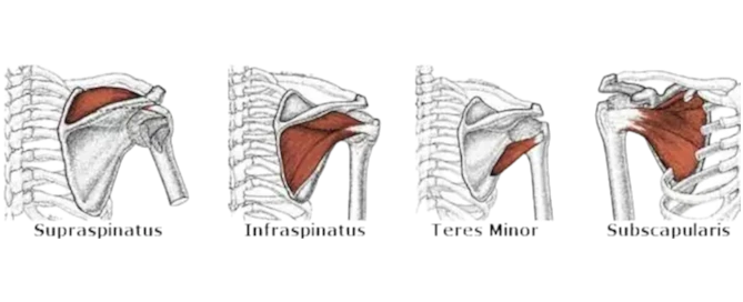 Rotator Cuff Kasları: Anatomisi, Görevleri ve Klinik Önemi