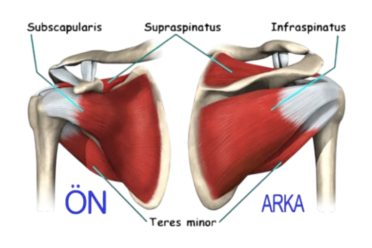 Rotator Cuff Sendromu